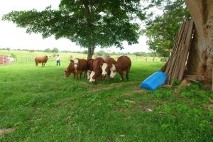 Agroganadera-Zambrano-Penonome